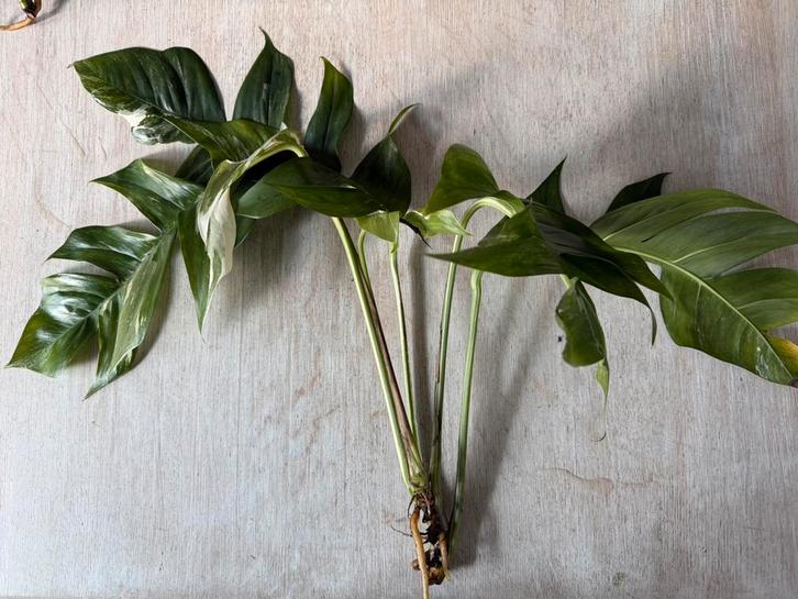 Epipremnum pinnatum albo variegated, Huis en Inrichting, Kamerplanten, Ophalen