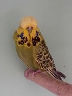 Perruches Anglaises femelles