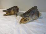Taxidermie tête de brochet vintage tête de poisson empaillé, Enlèvement