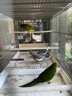 Parkieten, Meerdere dieren, Parkiet, Geringd