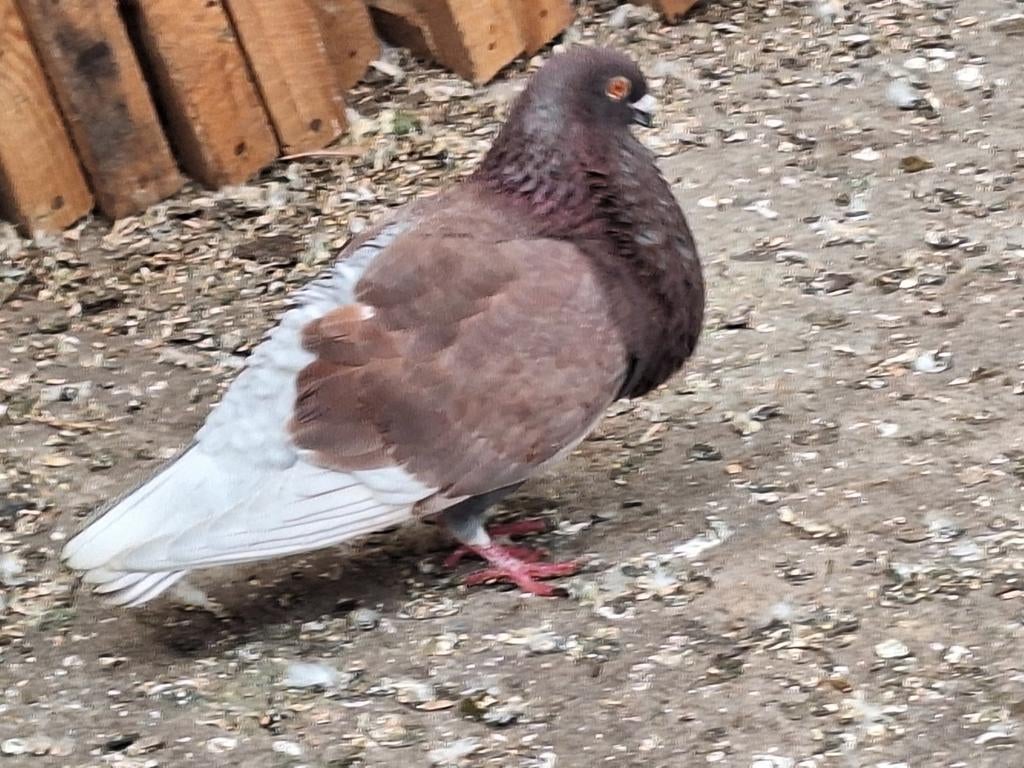 Spaanse kropper duif, Kropper