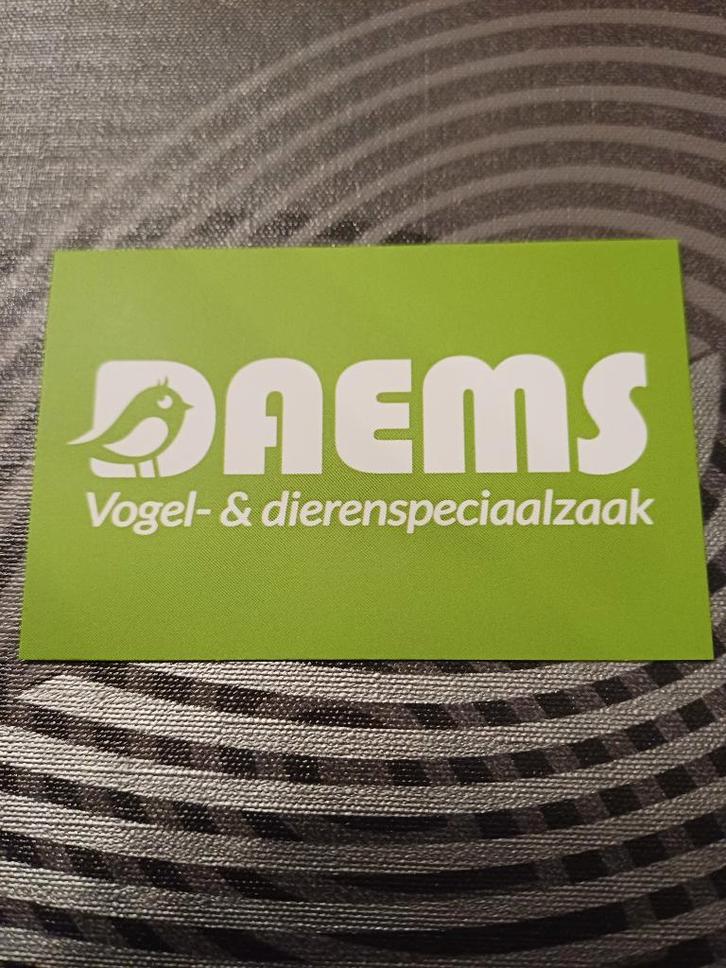 Ruime keuze vogels, Animaux & Accessoires, Oiseaux | Oiseaux Autre