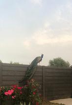 Pauwen, Dieren en Toebehoren, Overige soorten