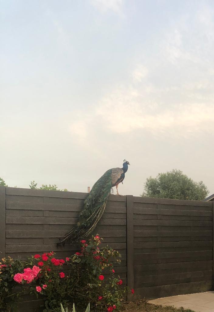 Pauwen, Dieren en Toebehoren, Pluimvee, Overige soorten