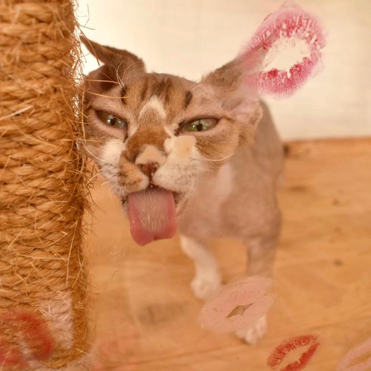 Sphynx en Devon rex, Animaux & Accessoires, Chats & Chatons | Chats de race | Poil ras, Plusieurs animaux, 0 à 2 ans, Avec puce électronique