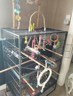 Cage complète avec accessoires et eclectus