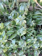 Passieflora, Ophalen, Struik