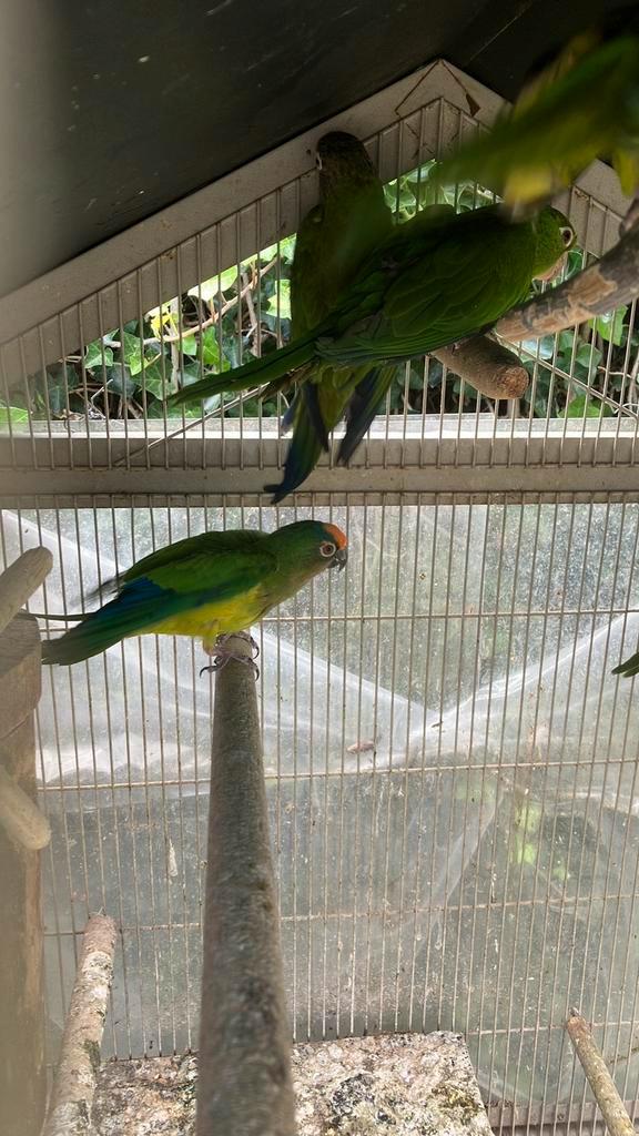 AUSTRALISCHE PARKIETEN VANAF 100 EURO/VOGEL, Dieren en Toebehoren, Vogels | Parkieten en Papegaaien, Papegaai, Geslacht onbekend