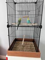 Adorable couple de perruches + cage
