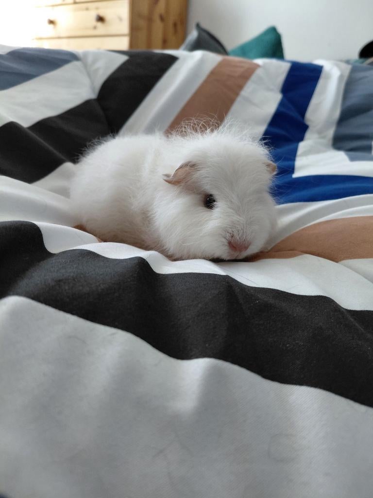 Cavia,  cobaye ch teddy femelle, Animaux & Accessoires, Femelle, Taille moyenne, 0 à 2 ans