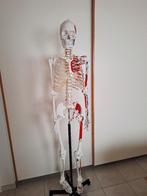 Anatomisch skelet, Diversen, Ophalen, Zo goed als nieuw