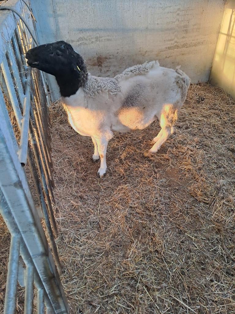 Dorper ram, Dieren en Toebehoren, Schapen, Geiten en Varkens, Mannelijk, Schaap, 0 tot 2 jaar