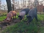 3 tal vleesvarkens 3 - 5 mnd oud. Van onze buitenvarkens!, Dieren en Toebehoren, Schapen, Geiten en Varkens, Varken, 0 tot 2 jaar