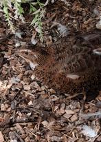 Broedeieren Japanse celadon kwartels, Dieren en Toebehoren, Pluimvee