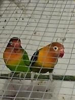 Agapornis te koop, Dieren en Toebehoren, Meerdere dieren, Dwergpapegaai of Agapornis