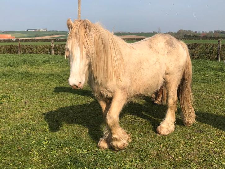 Unieke 2-jarige tinker heer, Animaux & Accessoires, Poneys, Étalon