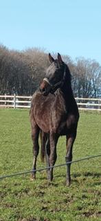 Jument de dressage/loisir pour enfants de 2 ans, Animaux & Accessoires, Chevaux