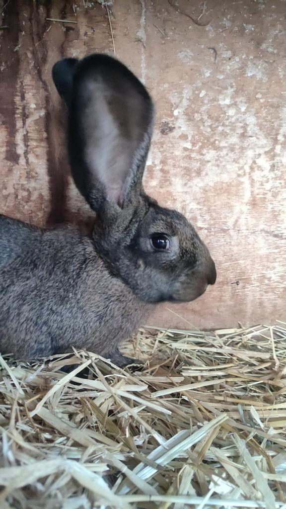 Vlaamse reus, Dieren en Toebehoren, Konijnen