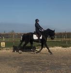 4 jarig dressuurpaard, Dieren en Toebehoren, Merrie, Met stamboom, Dressuurpaard, 3 tot 6 jaar