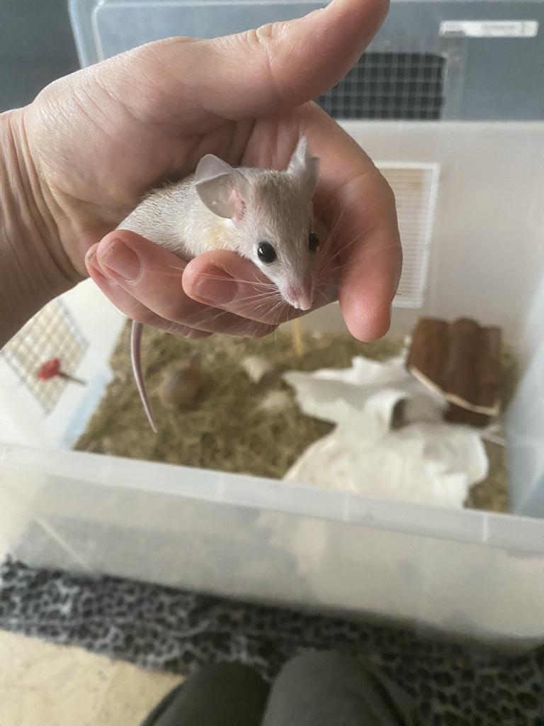 te koop : Sinai stekelmuizen : M en V voor goede thuis, Dieren en Toebehoren, Knaagdieren, Februari, Muis, Meerdere dieren, Tam