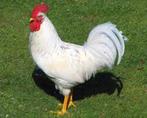 mooie witte leghorn hanen  1 jaar oud  Malle, Dieren en Toebehoren, Pluimvee
