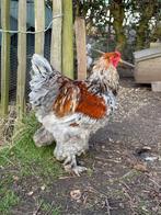 coq Brahma - Brahma haan, Animaux & Accessoires, Volatiles, Mâle, Poule ou poulet