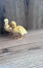 Loopeendjes te koop, Geslacht onbekend, Eend