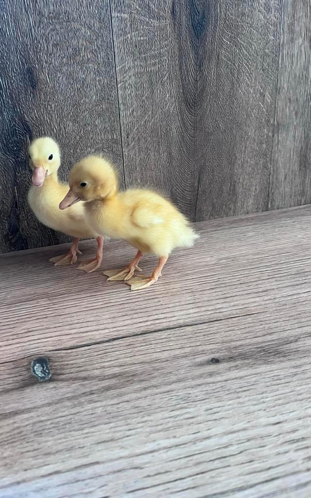Loopeendjes te koop, Dieren en Toebehoren, Pluimvee, Eend, Geslacht onbekend