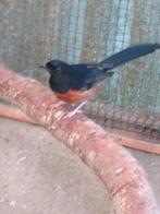 Schamalijster man 2025, Dieren en Toebehoren, Vogels | Overige Vogels, Mannelijk, Tropenvogel, Geringd