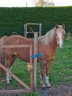 B-pony merrie te koop (11 jaar), Merrie, Niet van toepassing, B pony (1.17m tot 1.27m), 11 jaar of ouder