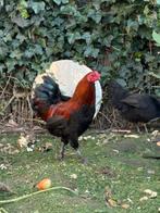 Haantjes zoeken nieuwe thuis, Mâle