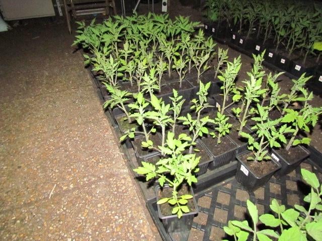 tomatenplanten 26 rassen, Ophalen, Volle zon, Groenteplanten, Eenjarig