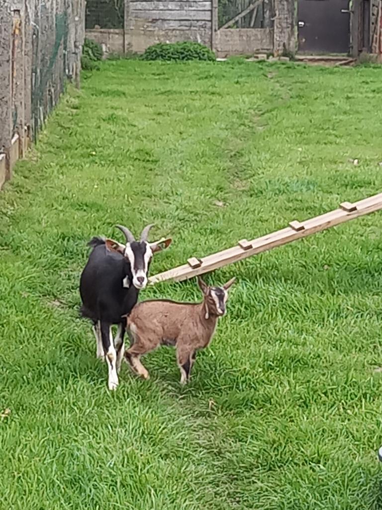 dwerggeitjes, Dieren en Toebehoren, Vrouwelijk, Geit, 0 tot 2 jaar