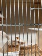 4 KWEEKRIJPE ISABEL ZEBRAVINKEN VOOR 25 EURO, Dieren en Toebehoren, Vogels | Overige Vogels, Meerdere dieren, Tropenvogel