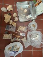 Fossielen, haaientanden, Ophalen