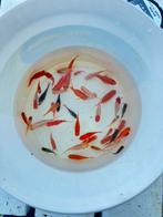 Goudvissen Eigenkweek, Dieren en Toebehoren, Goudvis(sen)