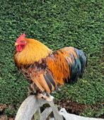 Op zoek naar gezellige kippen voor onze haan, Dieren en Toebehoren, Pluimvee, Vrouwelijk, Kip