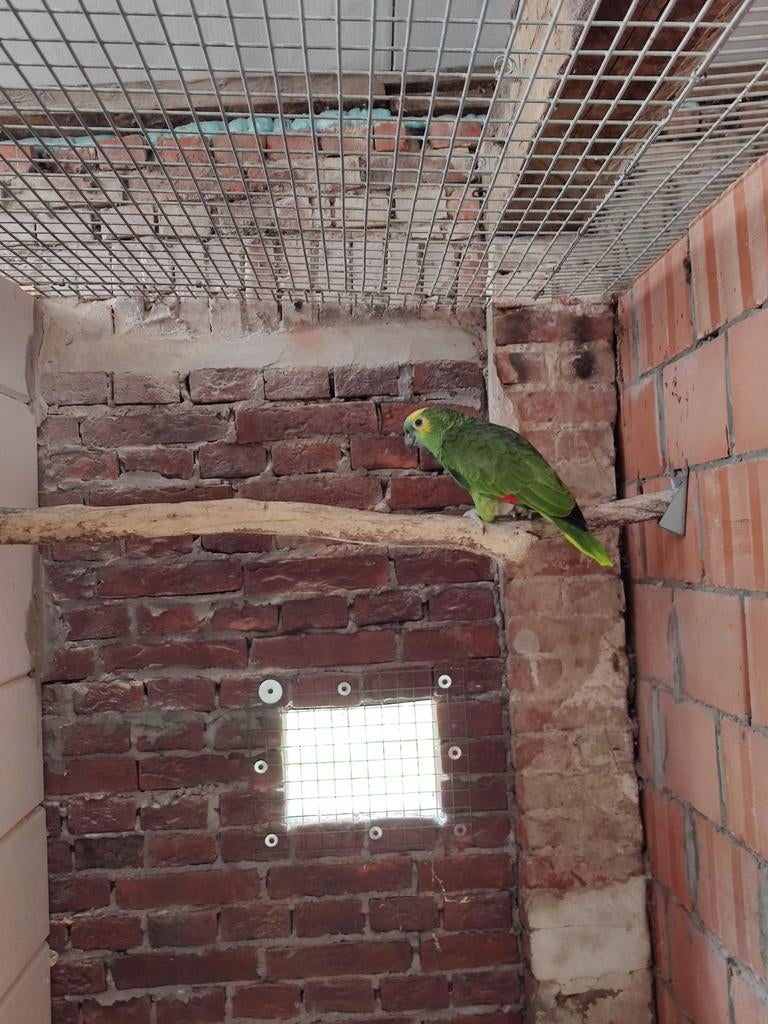 Blauwvoorhoofd amazone, Dieren en Toebehoren, Vogels | Parkieten en Papegaaien, Geringd