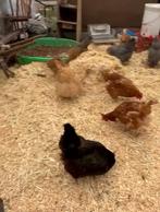 Des œufs frais de nos poules de notre propre jardin tous les, Animaux & Accessoires, Volatiles