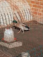 Eend eenden loopeend, Canard