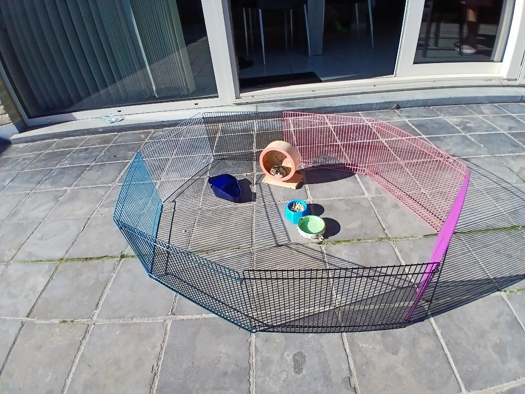 Buitenren (dwerg)hamsters, Enlèvement