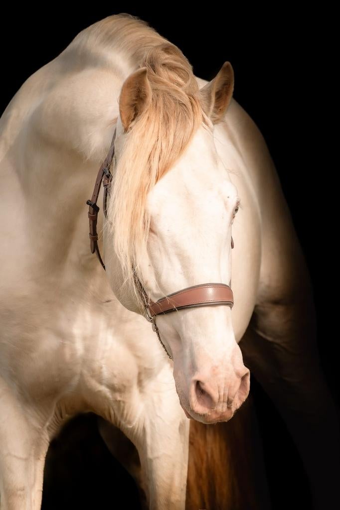 Top hengsten PRE,  ASPC , amhr , nmprs, Hengst