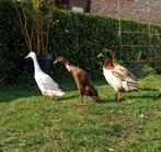 Trio loopeenden, Plusieurs animaux, Canard
