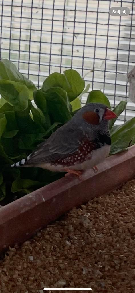 Zebravinken te koop, Dieren en Toebehoren, Vogels | Parkieten en Papegaaien, Meerdere dieren