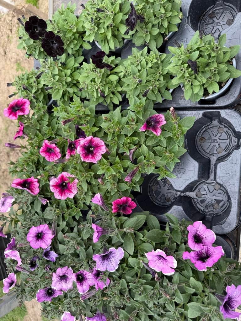 Perkplanten 6 voor €10, Ophalen