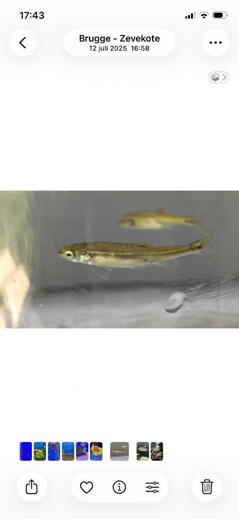 Elrits, inheems visje, vijver, vis, natuurvijver, zwemvijver, Tuin en Terras, Vijver-toebehoren, Ophalen