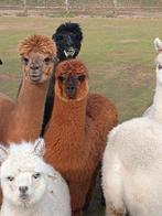 Donkerbruine alpaca hengst, Juillet, Mâle