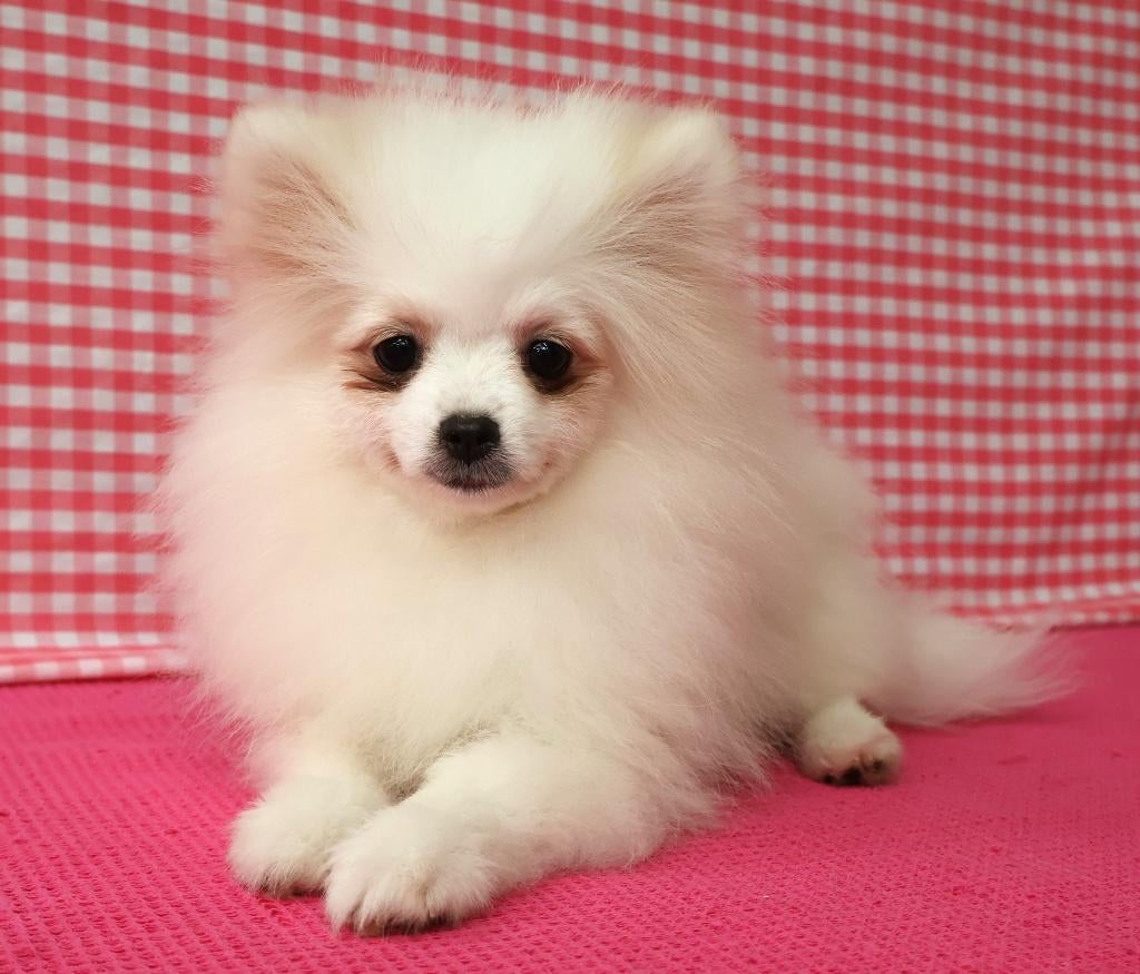 Super leuke Pomeriaan pup!, Dieren en Toebehoren, Honden | Poolhonden, Keeshonden en Oertypen, Keeshond, 15 weken tot 1 jaar, Buitenland