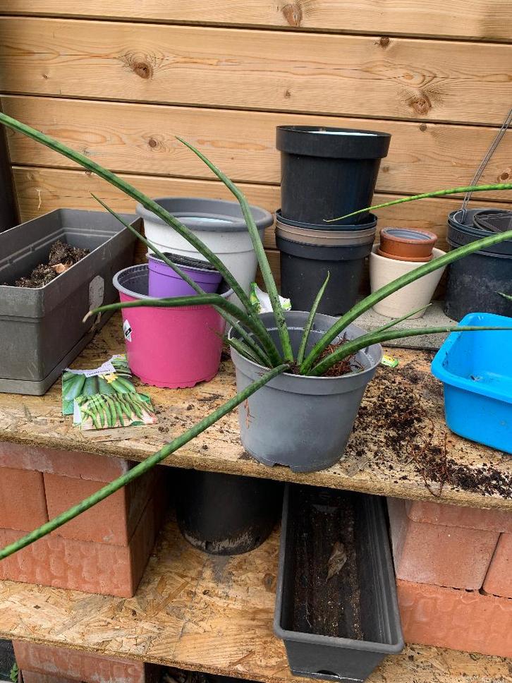 Gratis plant, Huis en Inrichting, Kamerplanten, Ophalen