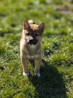 Prachtige Shiba-inu pupjes te koop, Parvo, België, Overige rassen, 8 tot 15 weken